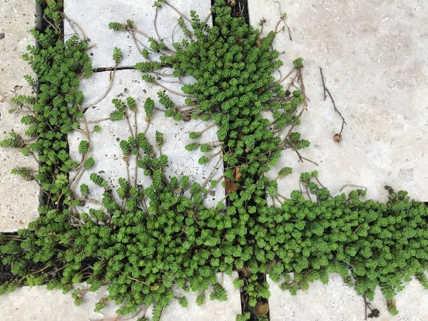 How to Make A Stepping Stone Garden