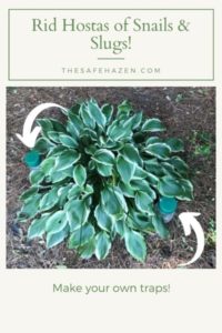 How to Rid Your Hostas of Snails and Slugs ~ The Safe Hazen