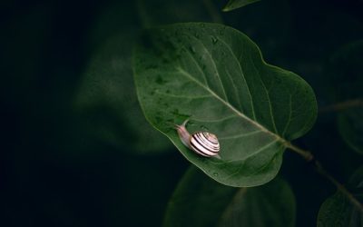 How to Rid Your Hostas of Snails and Slugs